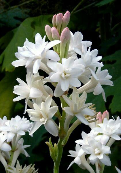 Tuberose (Sampangi) All Time Flowering Fragrant Live Plant - Multi Petal