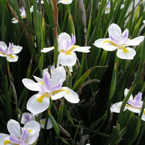 Dietes Grandiflora - Wild Iris Flowering Live Plant