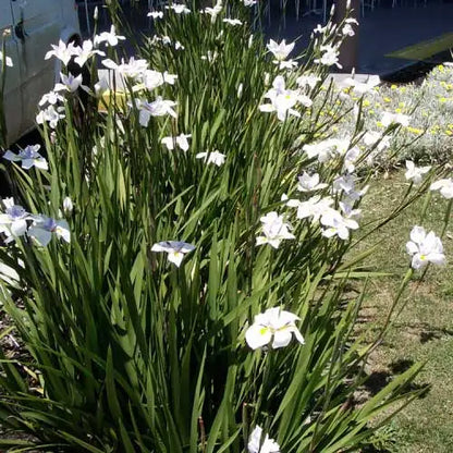 Dietes Grandiflora - Wild Iris Flowering Live Plant