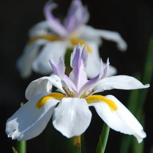 Dietes Grandiflora - Wild Iris Flowering Live Plant