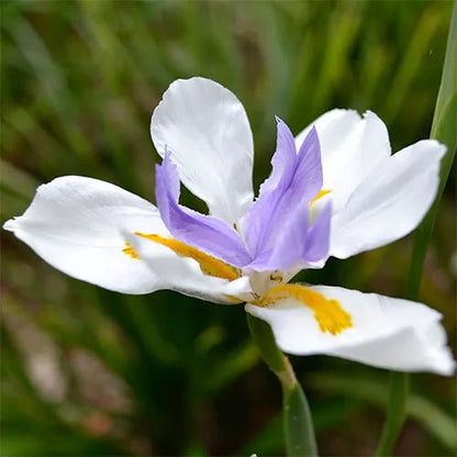 Dietes Grandiflora - Wild Iris Flowering Live Plant