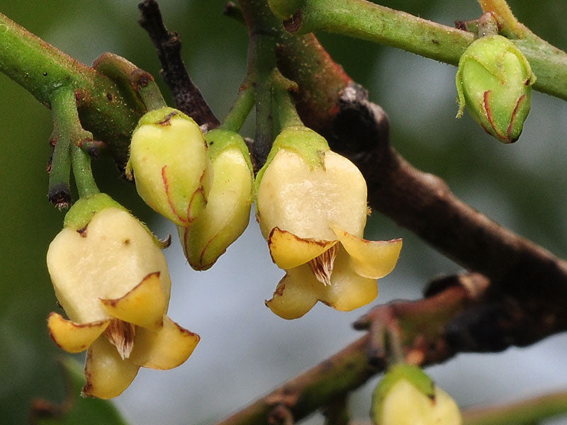 Indian Ebony Tree (Diospyros ebenum) Highly Fragrant Flowering Live Plant