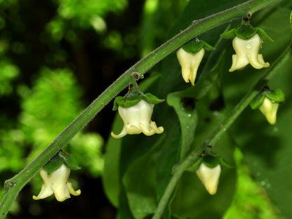 Indian Ebony Tree (Diospyros ebenum) Highly Fragrant Flowering Live Plant