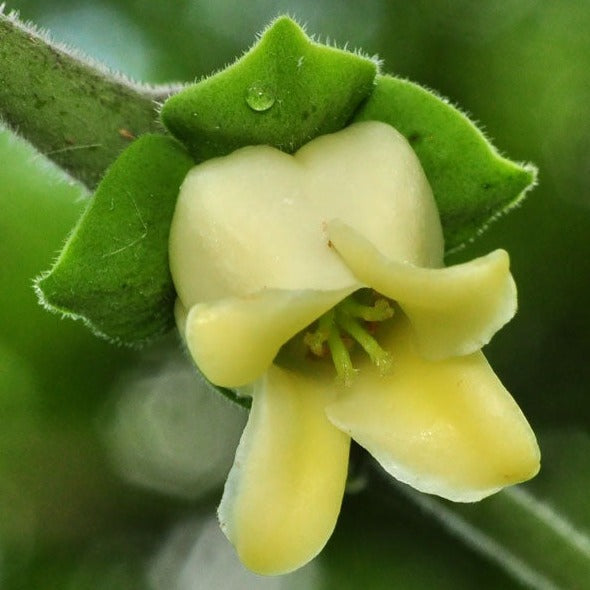 Indian Ebony Tree (Diospyros ebenum) Highly Fragrant Flowering Live Plant