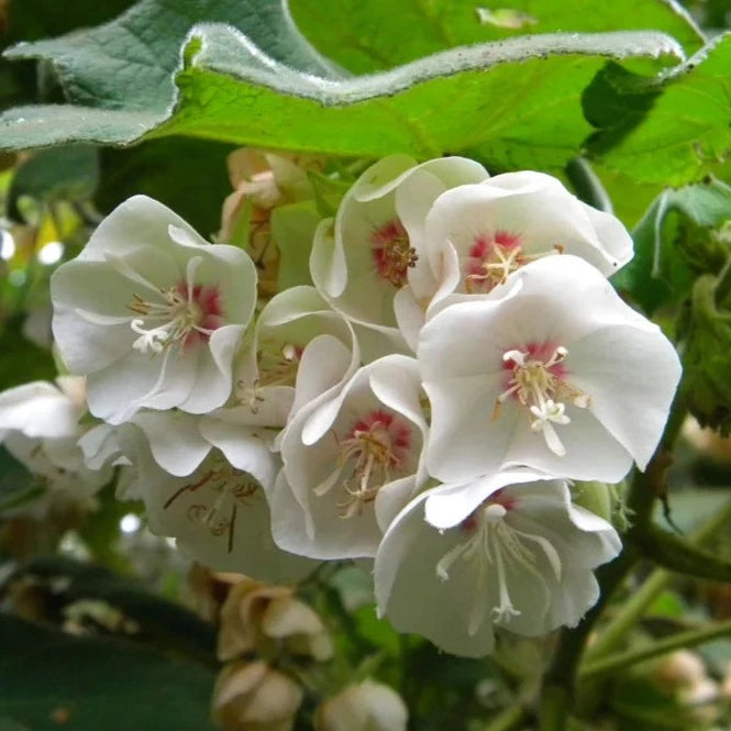 White Dombeya (Dombeya Burgessiae) Flowering Live Plant