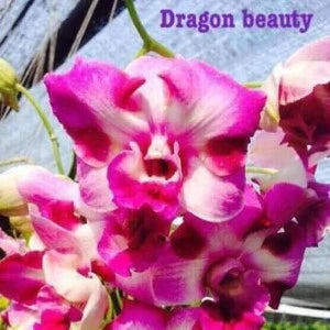 Dendrobium King Dragon Beauty (seedling)