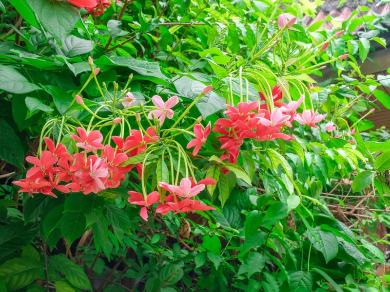 Bush Rangoon Creeper (Combretum indicum) Flowering Live Plant