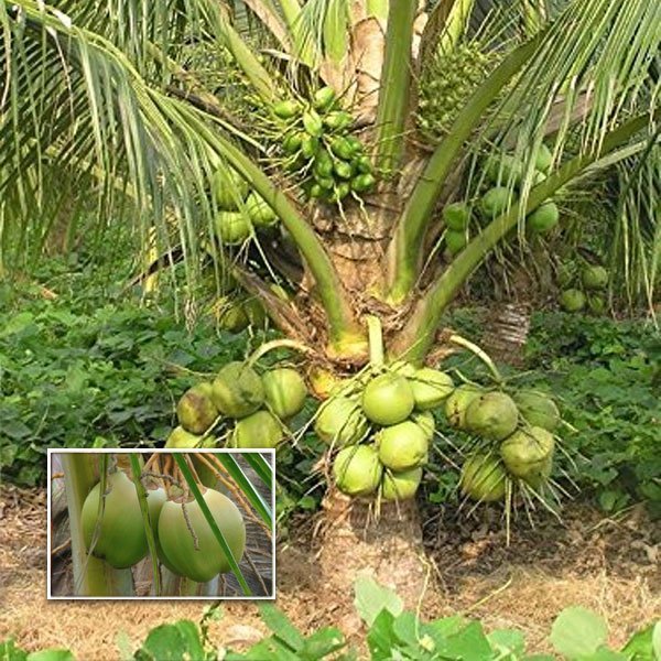 Dwarf x Tall (D x T) Coconut Tree Plant