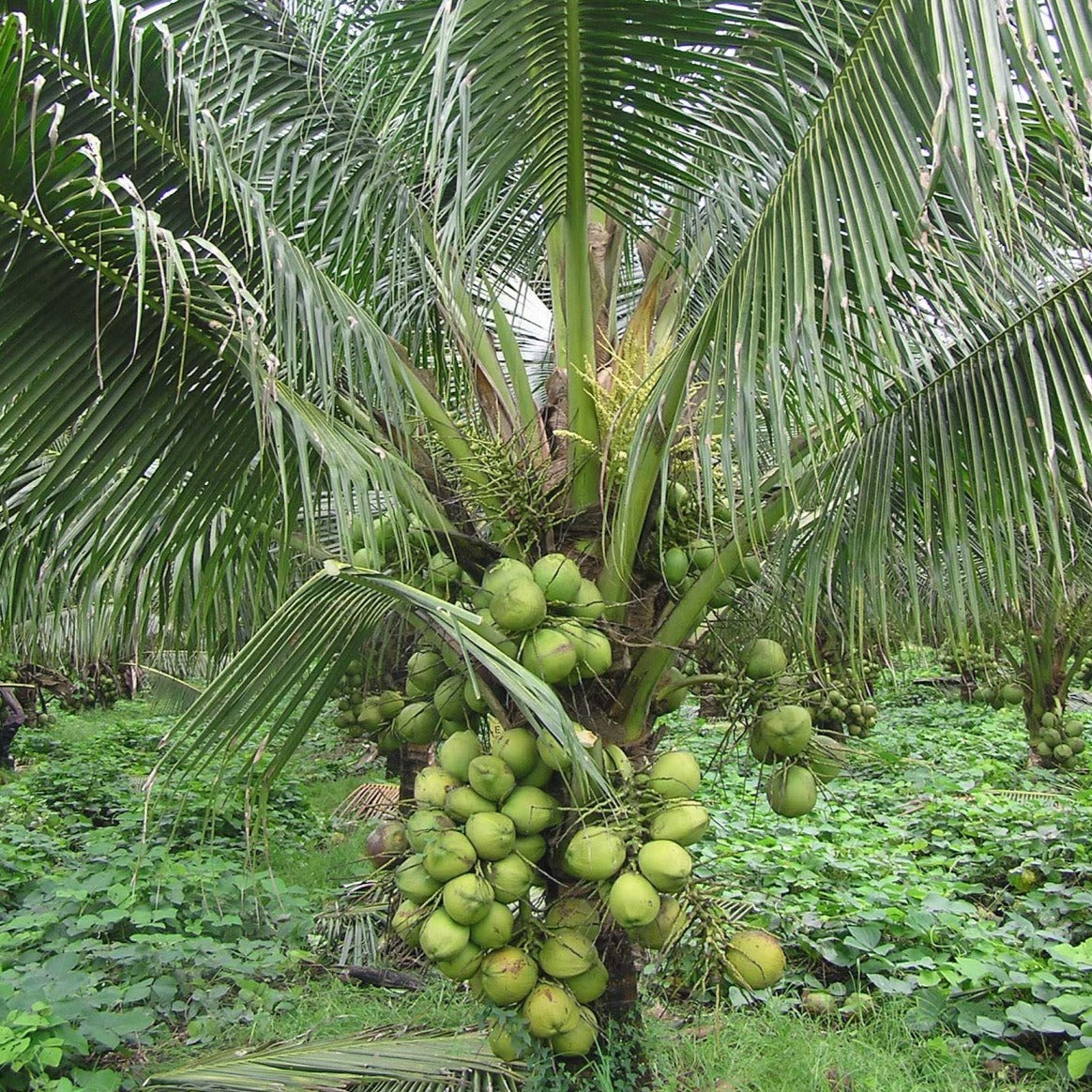 Dwarf x Tall (D x T) Coconut Tree Plant – Seed2Plant