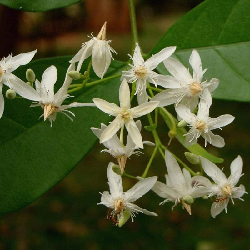 Wrightia Tinctoria Fragrant Flowering Live Plant