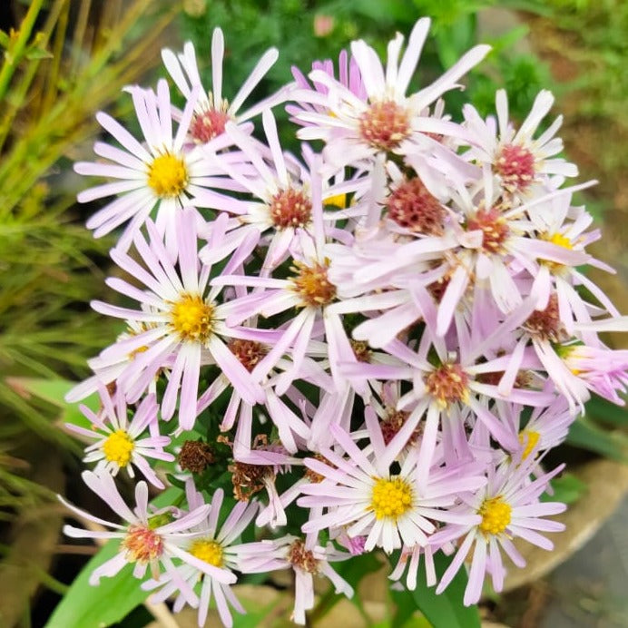 Daisy Single Petal All Time Flowering Live Plant