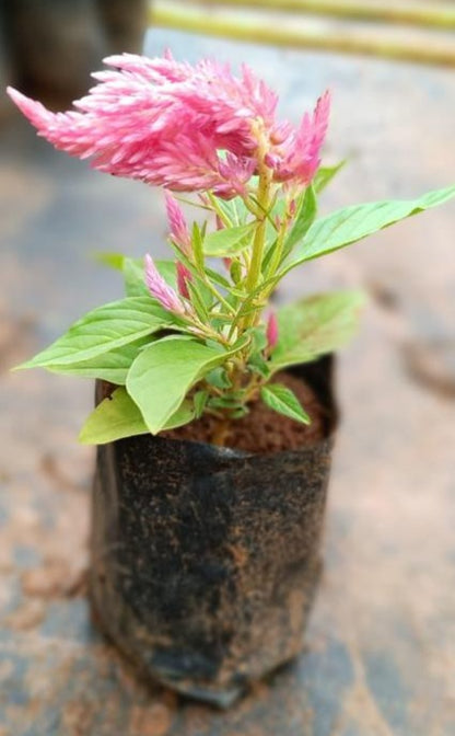 Celosia Pink (Feather Cockscomb) Flowering Live Plant