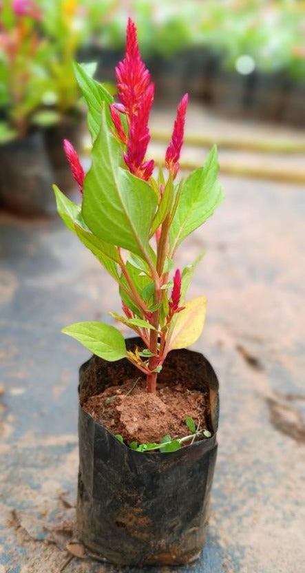 Celosia Red (Feather Cockscomb) Flowering Live Plant