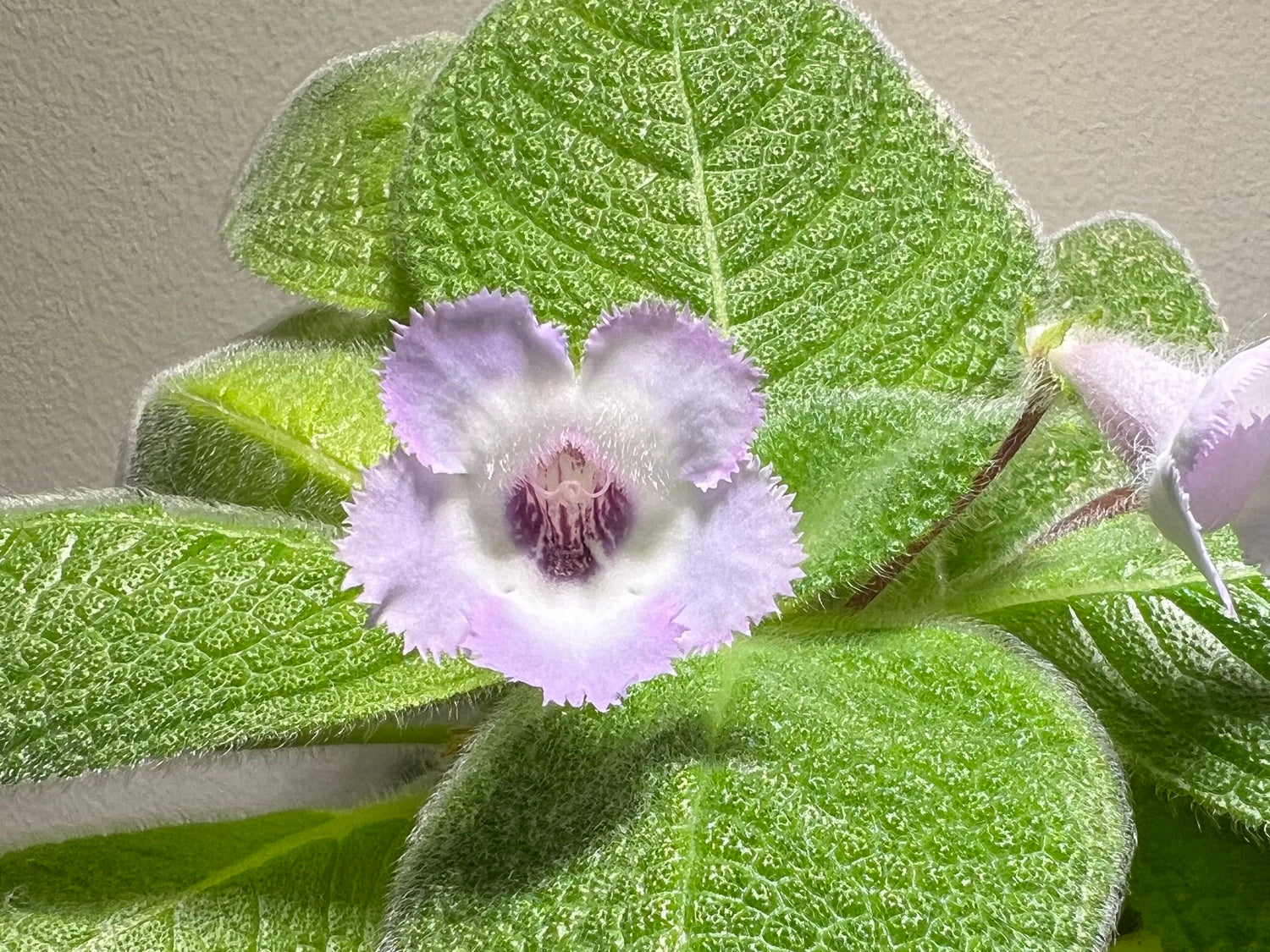 Episcia Blue Heaven (Hanging) All Time Flowering Live Plant