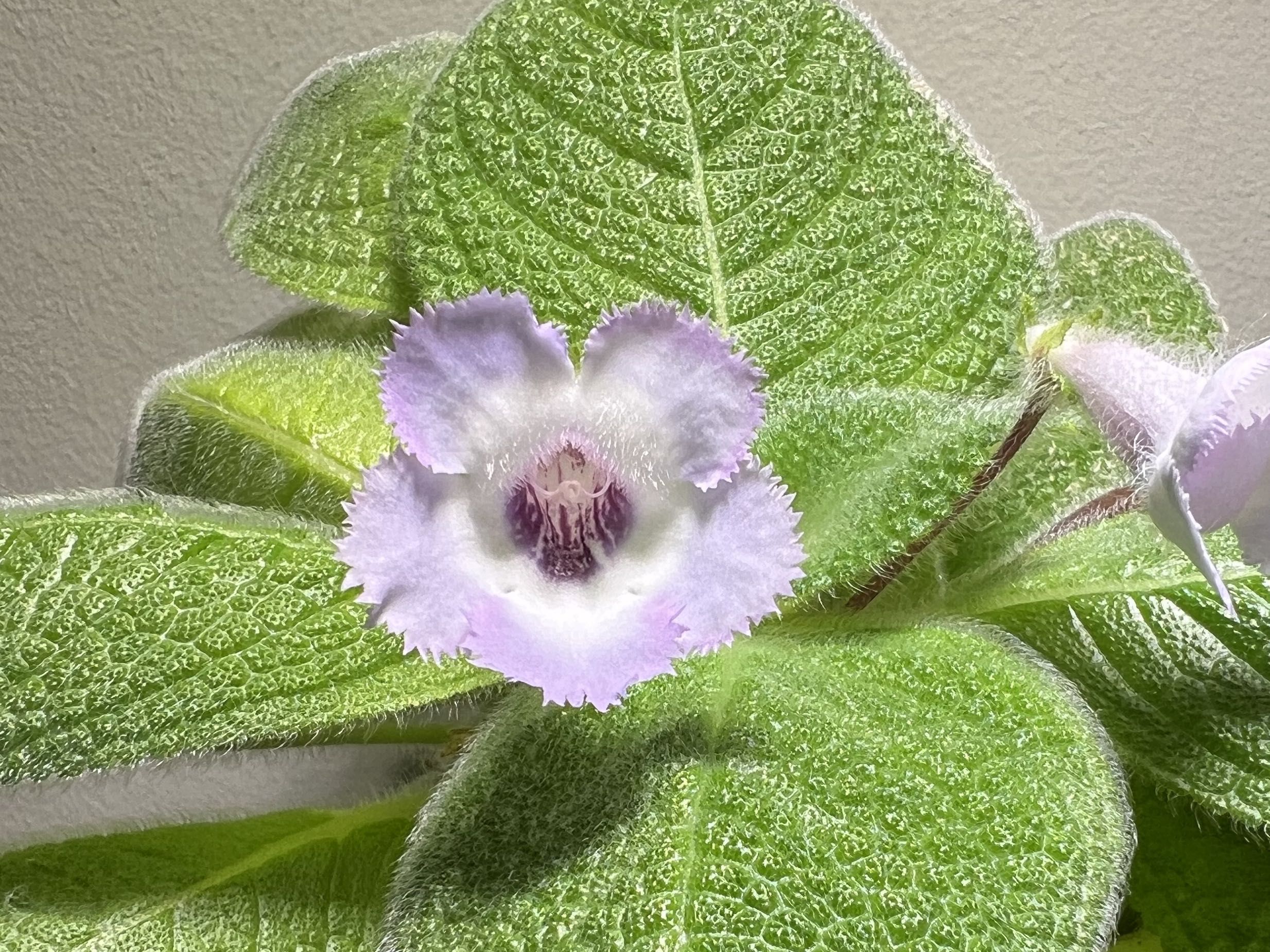 Episcia Blue Heaven (Hanging) All Time Flowering Live Plant