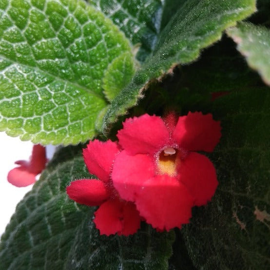 Episcia Cupreata Red (Hanging) All Time Flowering Live Plant