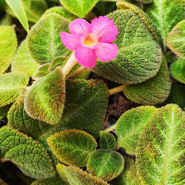 Episcia Cupreata Green Leaf with Pink Flower (Hanging) All Time Flowering Live Plant