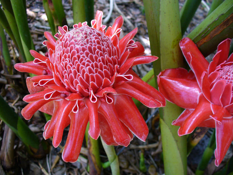Torch Ginger Live Plants (Pack of 3) Red, Pink and White