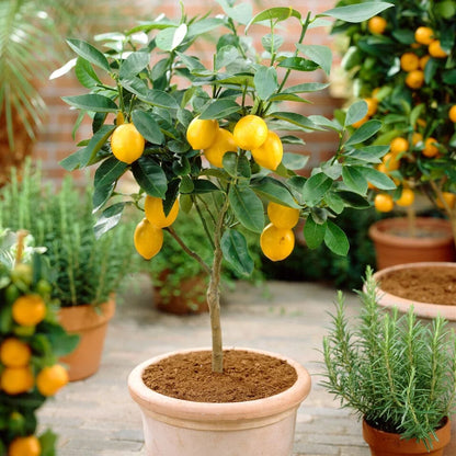 Lemon (Citrus Lemon) Live Plant