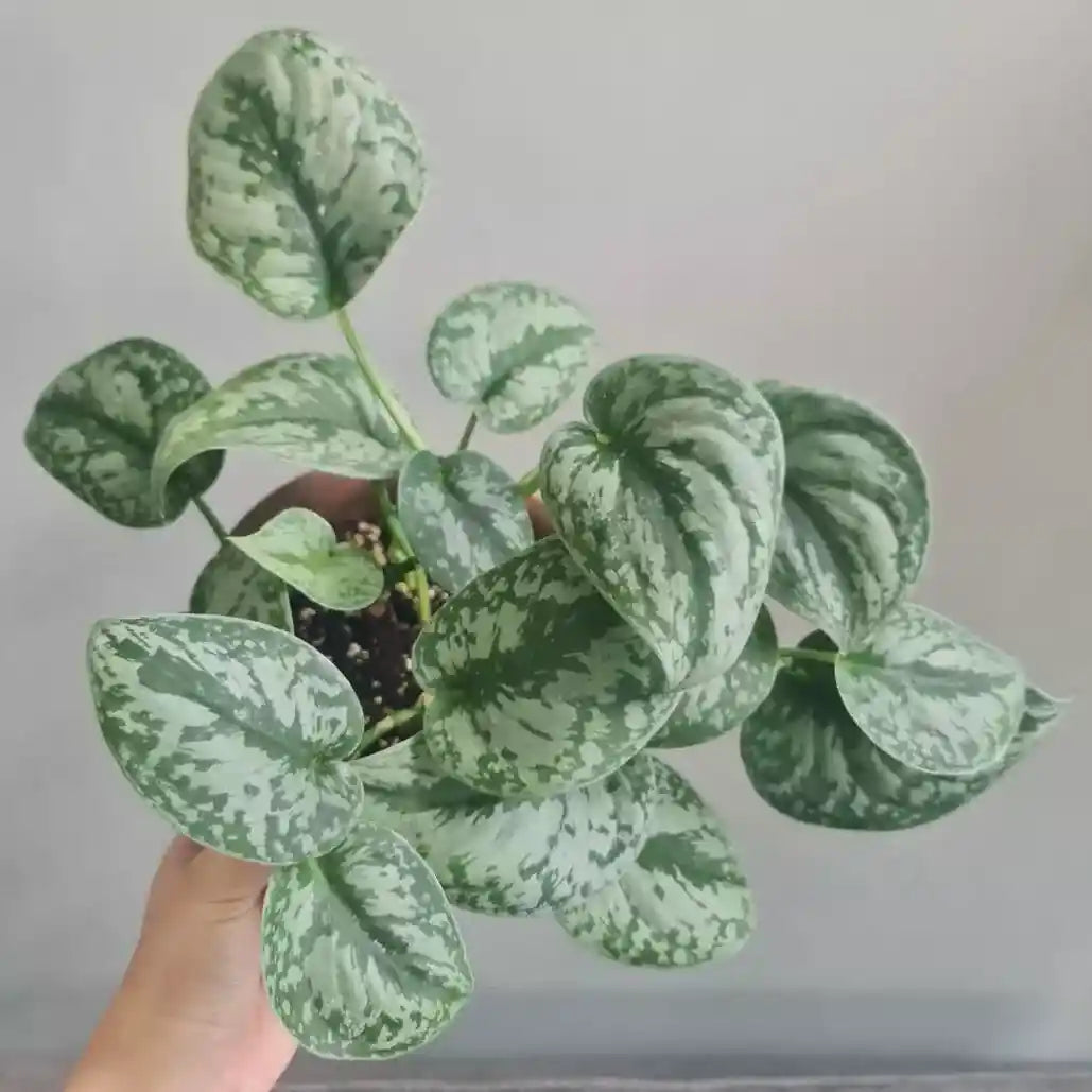 Silver Pothos (Scindapsus pictus) Money Plant Indoor Live Plant