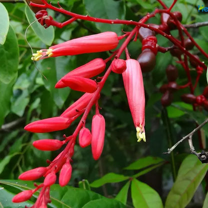 Quassia Amara All Time Flowering Live Plant