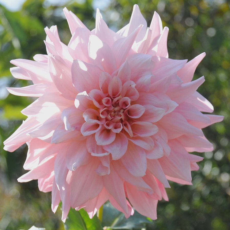 Light Pink Dahlia Flowering Live Plant