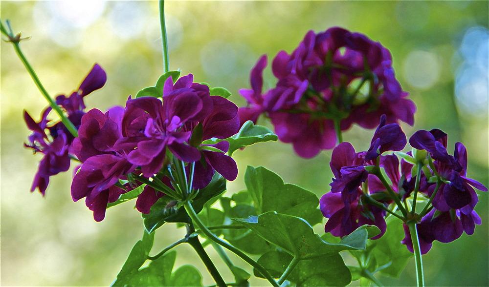 Geranium Ivy Purple Creeper/Climber Flowering Live Plant