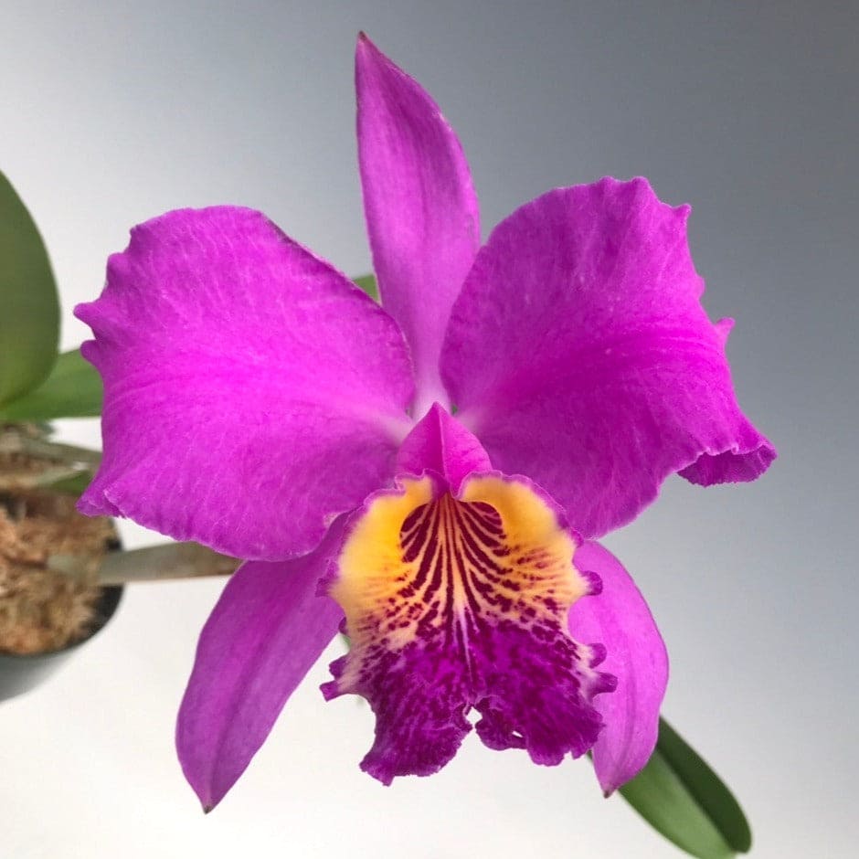 Cattleya Lueddemanniana Var Rubra