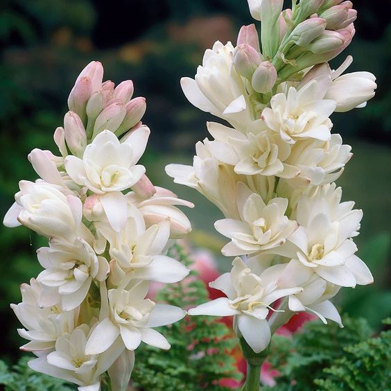 Tuberose (Sampangi) All Time Flowering Fragrant Live Plant - Multi Petal