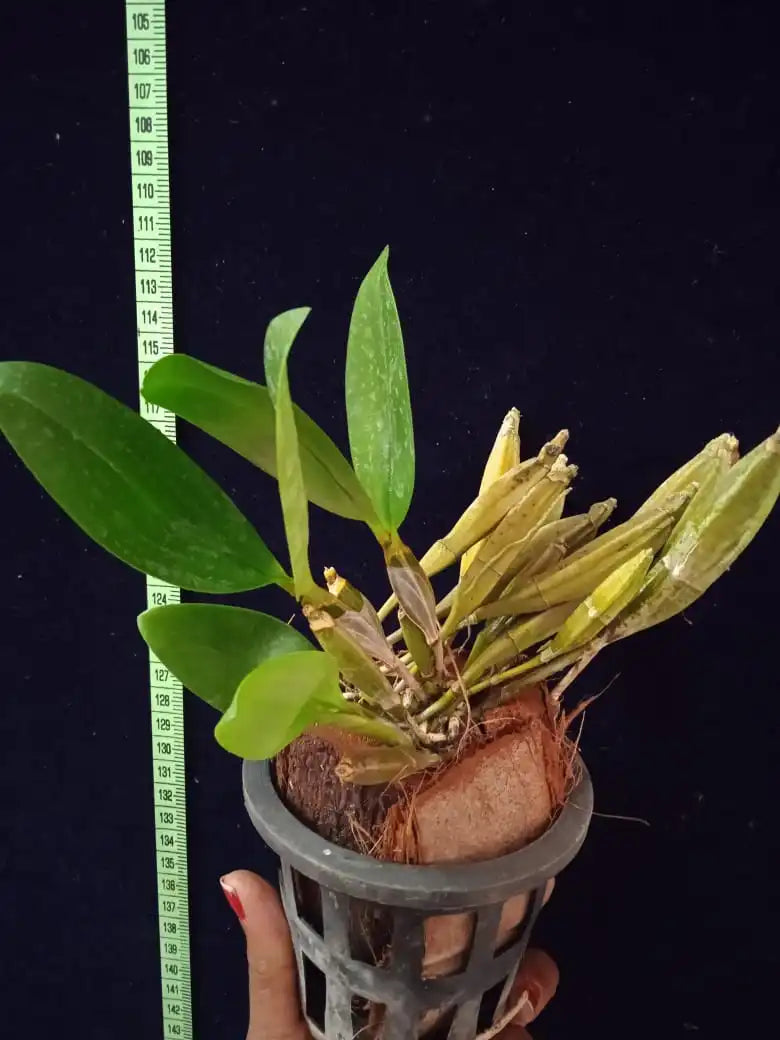 Dendrobium Farmeri Pink - Blooming Size