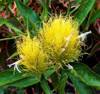 Golden Plume (Schaueria flavicoma) Flowering Live Plant