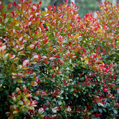 Red Lilly Pilly (Syzygium australe) Ornamental Live Plant