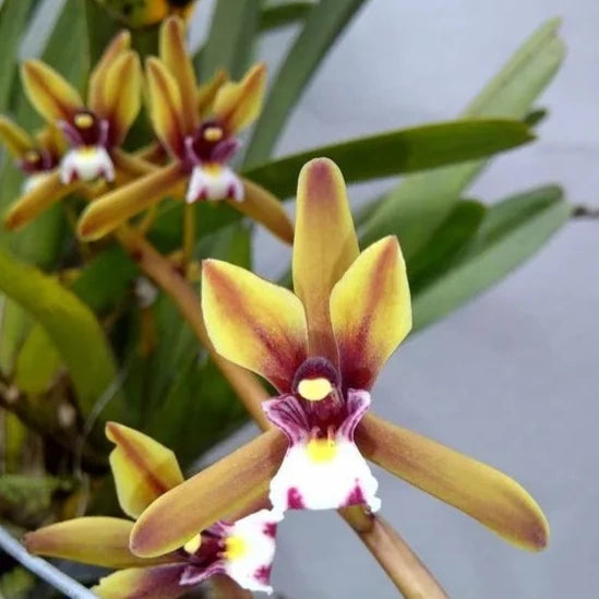 Cymbidium Finlaysonianum (Blooming Size)