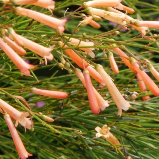 Russelia Tangerine Falls - Firecracker Flowering Live Plant