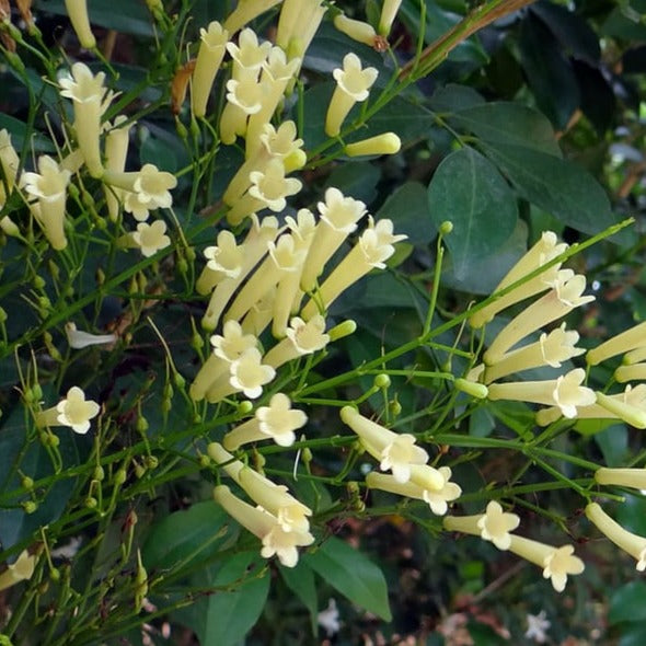 White Firecracker (Russelia equisetiformis) Flowering Live Plant