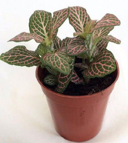 Pink Fittonia - Nerve Indoor Live Plant