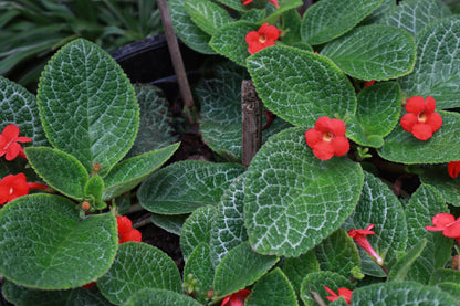 Episcia Cupreata Red (Hanging) All Time Flowering Live Plant