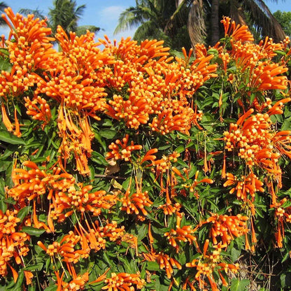 Flaming Trumpet Vine (Pyrostegia Venusta) Creeper/Climber Flowering Live Plant