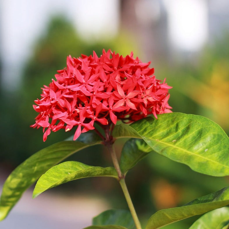 Chinese Ixora All Time Flowering Live Plant