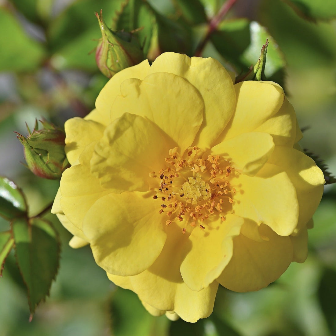 Miniature Yellow Rose Live Plant