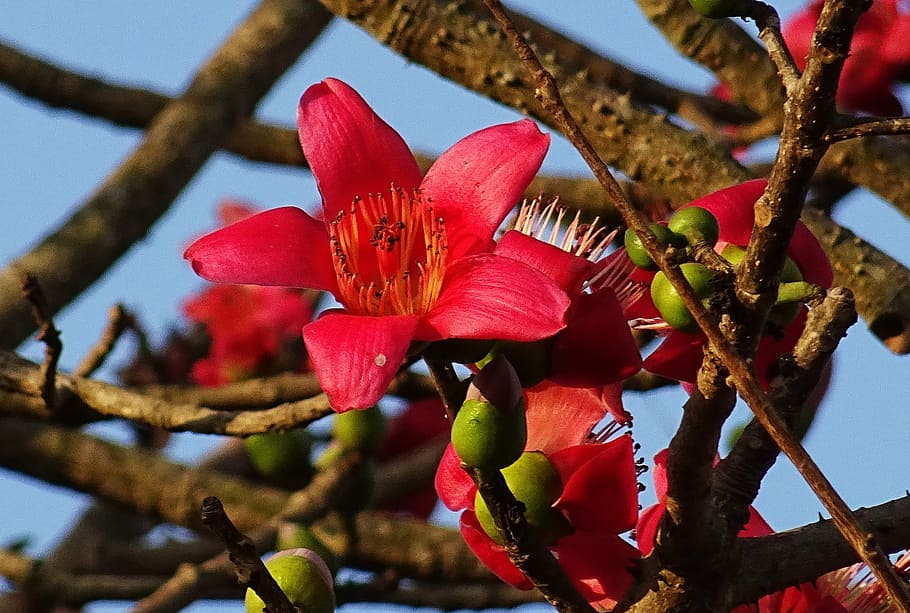 Red Silk-Cotton Tree (Bombax ceiba) Rare Live Plant