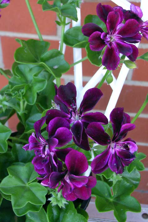 Geranium Ivy Purple Creeper/Climber Flowering Live Plant