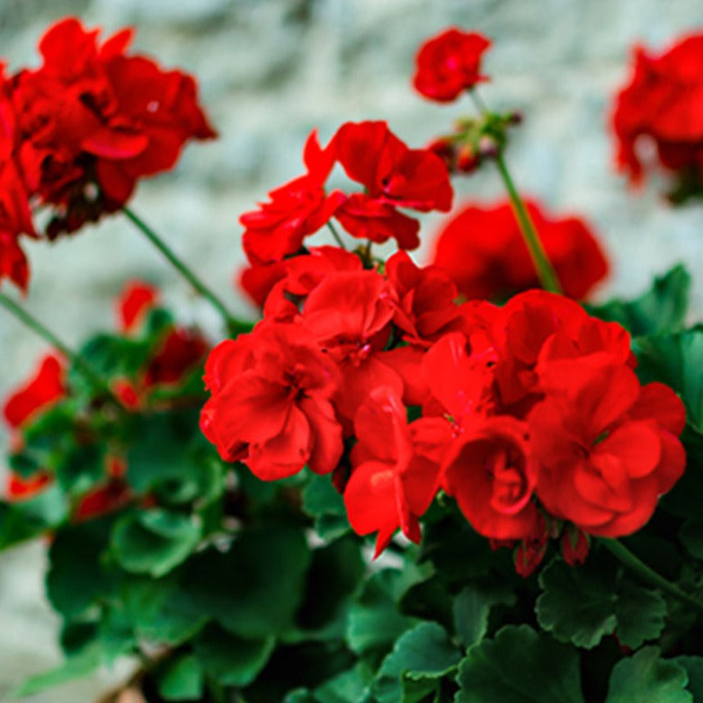 Geranium Ivy Red Creeper/Climber Flowering Live Plant