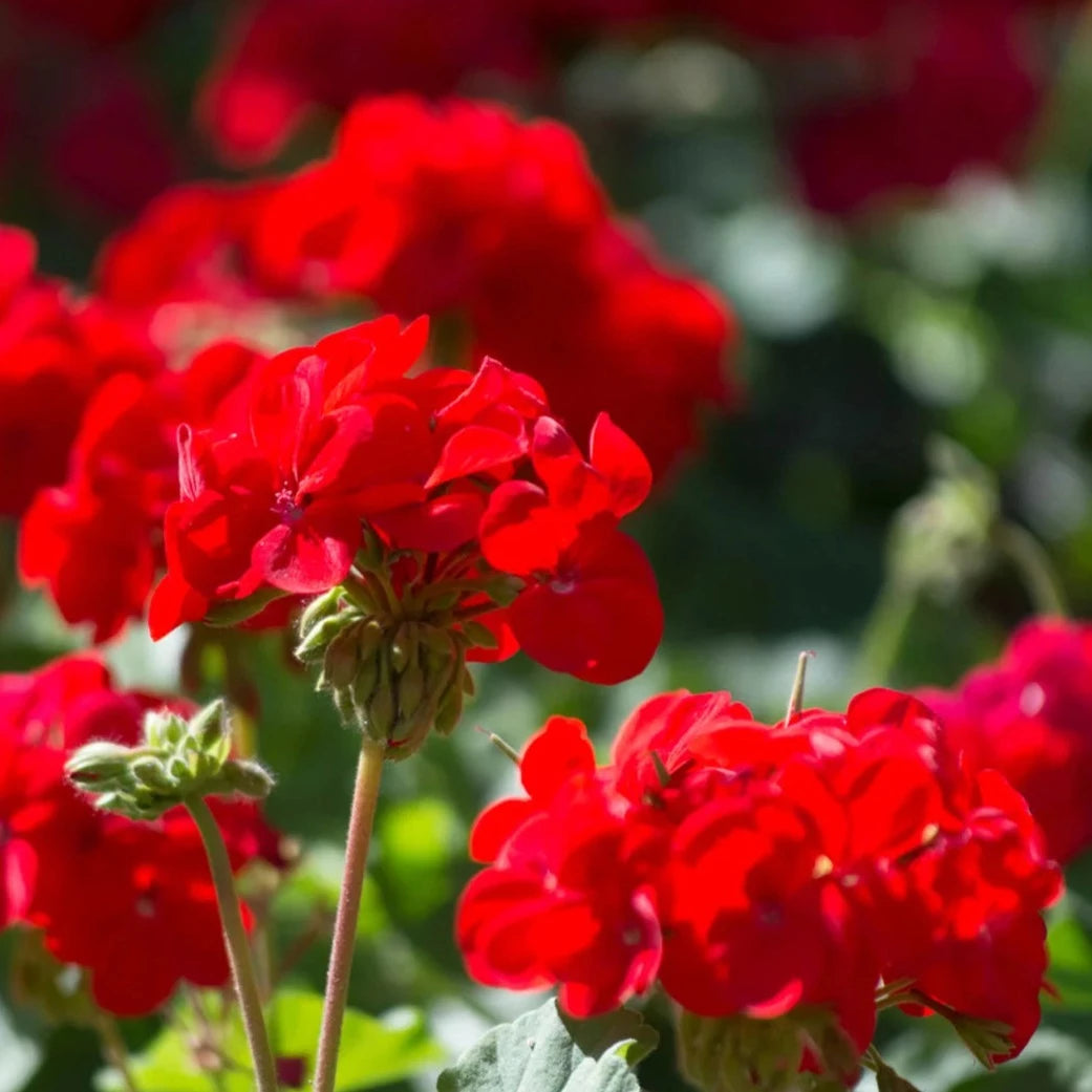 Geranium Ivy Red Creeper/Climber Flowering Live Plant