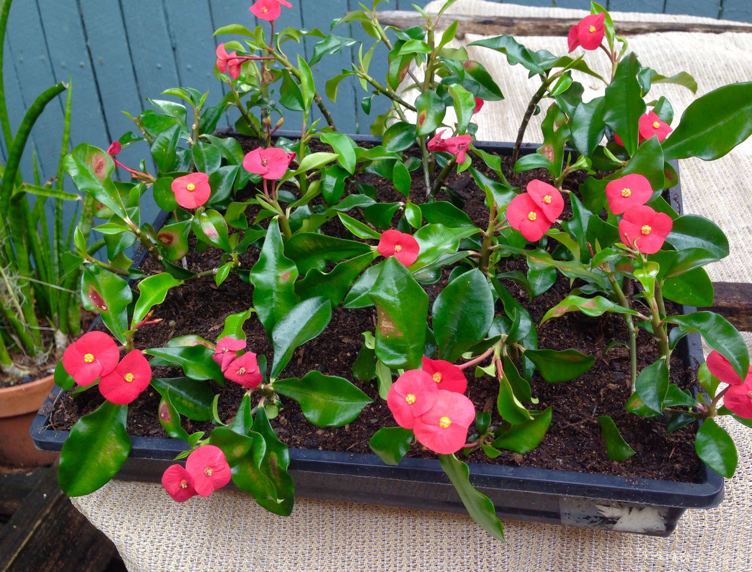 Euphorbia Geroldii (Thornless Crown of Thorns) Flowering Live Plant