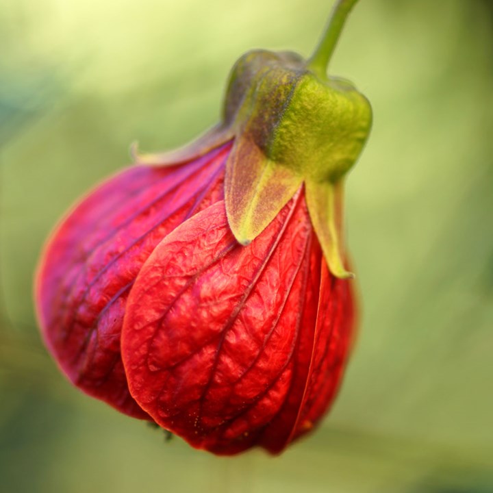 Red Lantern Hibiscus Flowering Live Plant