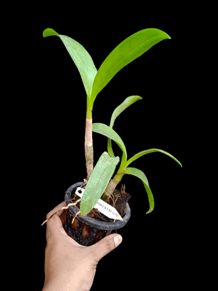 Dendrobium Gift By God (Seedling)
