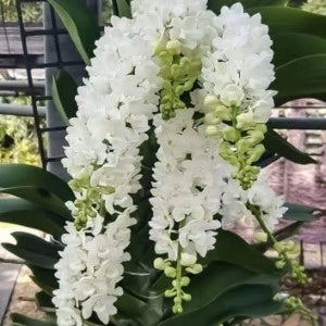 Rhynchostylis Gigantea Alba (Seedling)