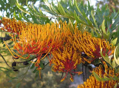 Silk Oak Tree (Grevillea robusta) Live Plant