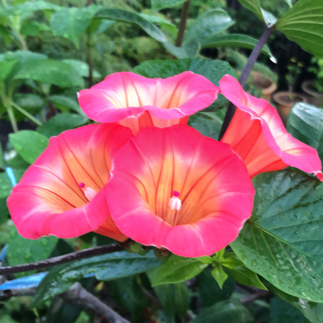 Hawaiian Bell Sunset Vine (Stictocardia Beraviensis) All Time Flowering Live Plant